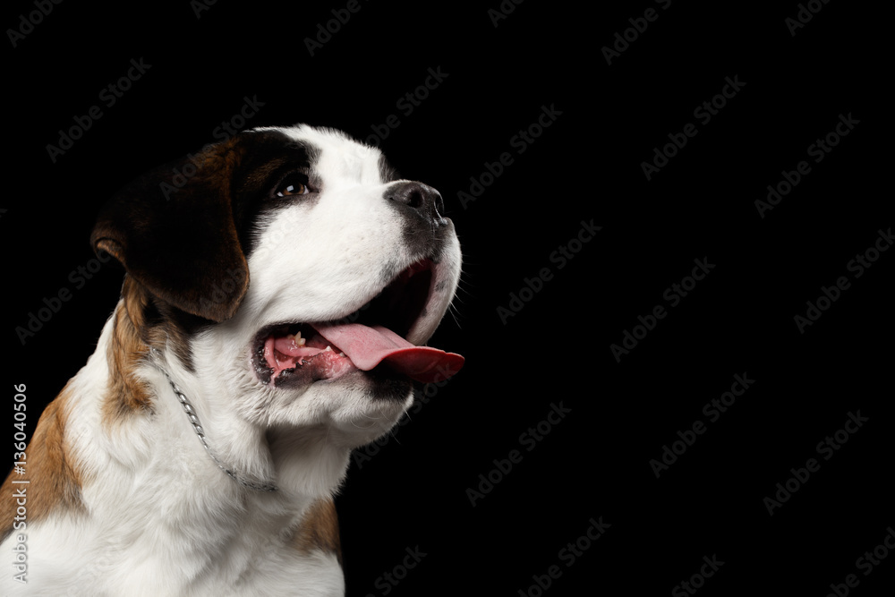 Close-up of Happy Saint Bernard Purebred Puppy Face with Smile Looking up on Isolated Black Background, Profile view