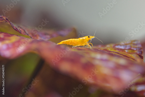 shrimp in tank