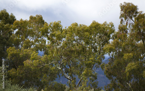 old Eucalyptus trees