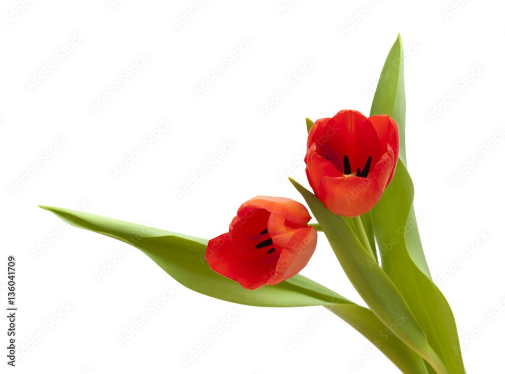 red and yellow tulip flowers red and yellow tulip flowers