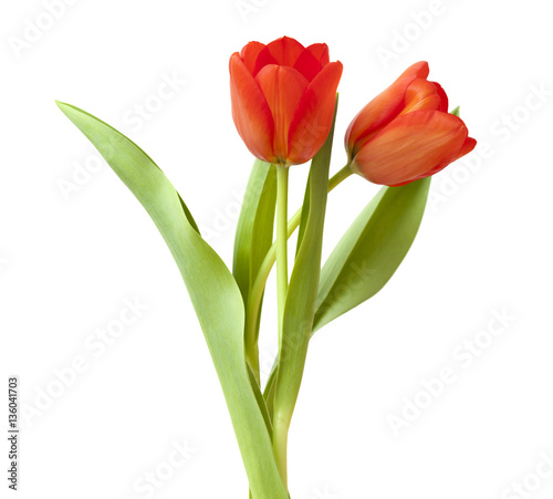 Fototapeta Naklejka Na Ścianę i Meble -  red and yellow tulip flowers