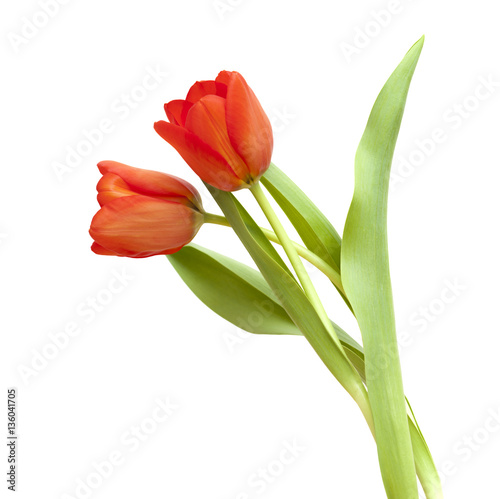 Fototapeta Naklejka Na Ścianę i Meble -  red and yellow tulip flowers