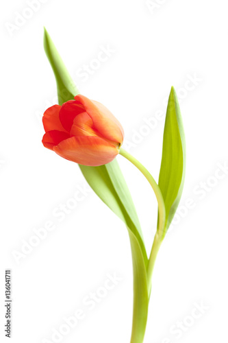 Fototapeta Naklejka Na Ścianę i Meble -  red and yellow tulip flowers
