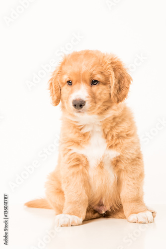 Toller pup