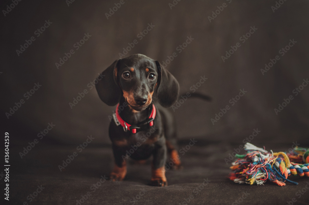 Miniature dachshund puppy curiously looking at the owner 