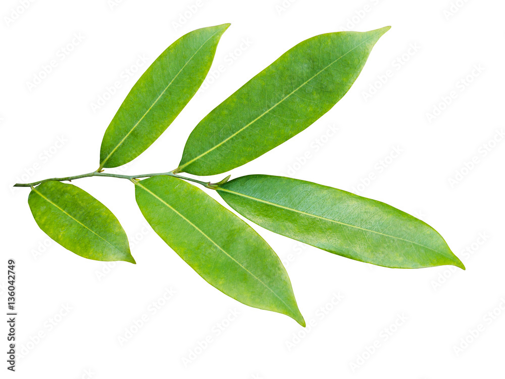 isolated green leaf on white background isolated green leaf on white background
