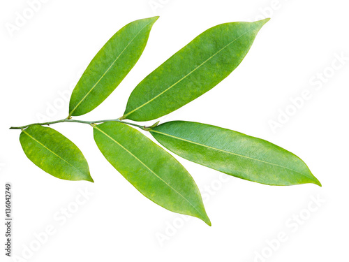 isolated green leaf on white background © patana