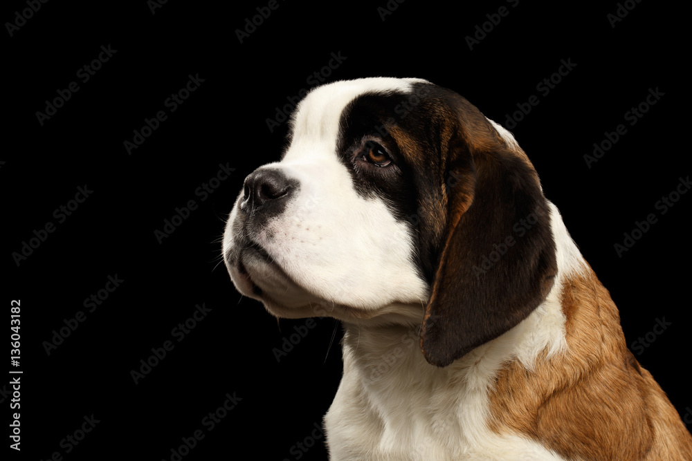 Close-up Portrait of Saint Bernard Puppy Looking up on Isolated Black Background, Profile view