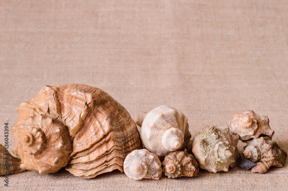 Linen background with the line in ten seashells. Linen background with the line in ten seashells.