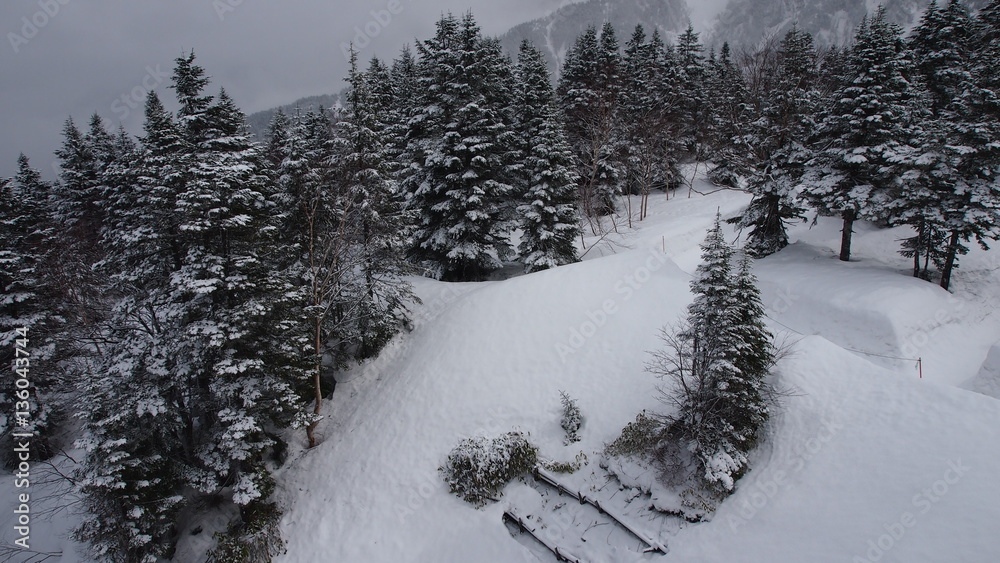 Fototapeta premium Pine trees on snowy Mountain