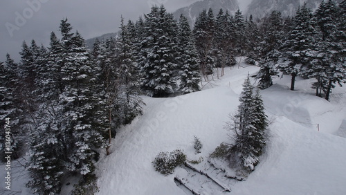 Pine trees on snowy Mountain
