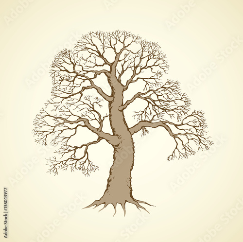 Vector image of mighty tree with bare branches