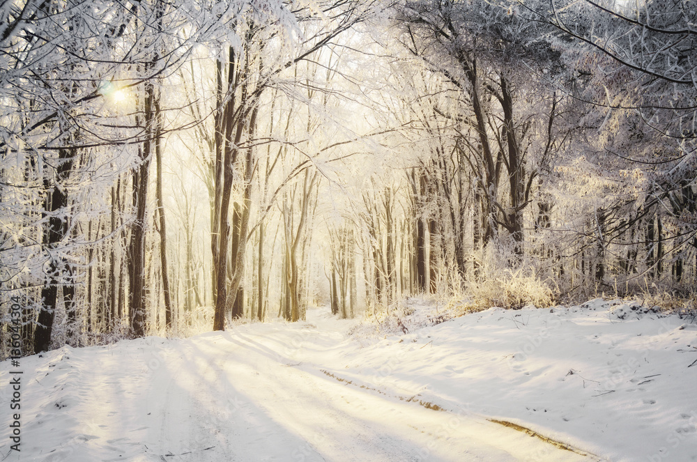Forest path in winter. Evening sunlight in woods on cold winter day Forest path in winter. Evening sunlight in woods on cold winter day