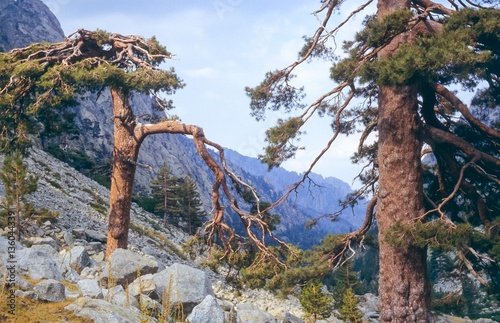 Korsische Schwarzkiefern (Pinus nigra subsp. laricio) , Gorges de la Restonica, Restonica-Tal bei Corte, Parc Naturel régional de Corse, Haute-Corse, Korsika, Frankreich, Europa