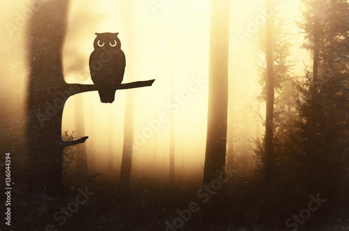Owl silhouette on tree bran...