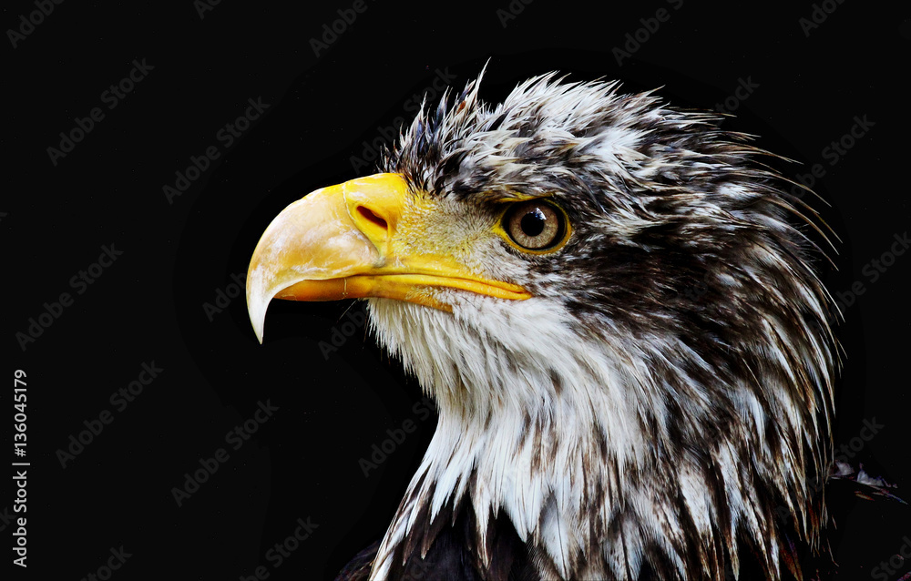 Fototapeta premium Bald Eagle