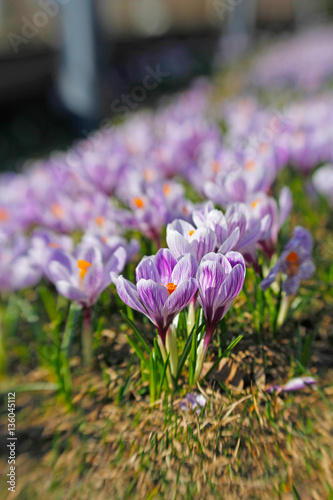 Beautiful purple crocuses on a bright spring grass. Photo taken with Lensbaby