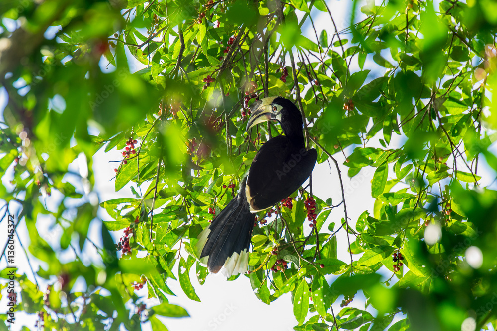 Hornbill Smack on the Tree