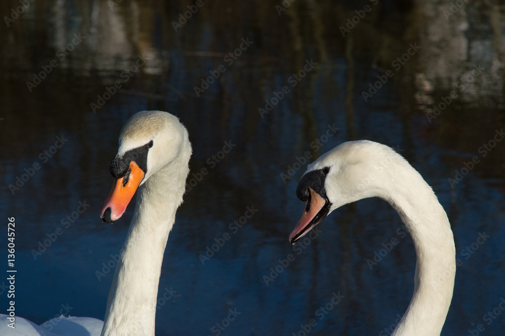 birds,robin,duck,swans,geese birds,robin,duck,swans,geese