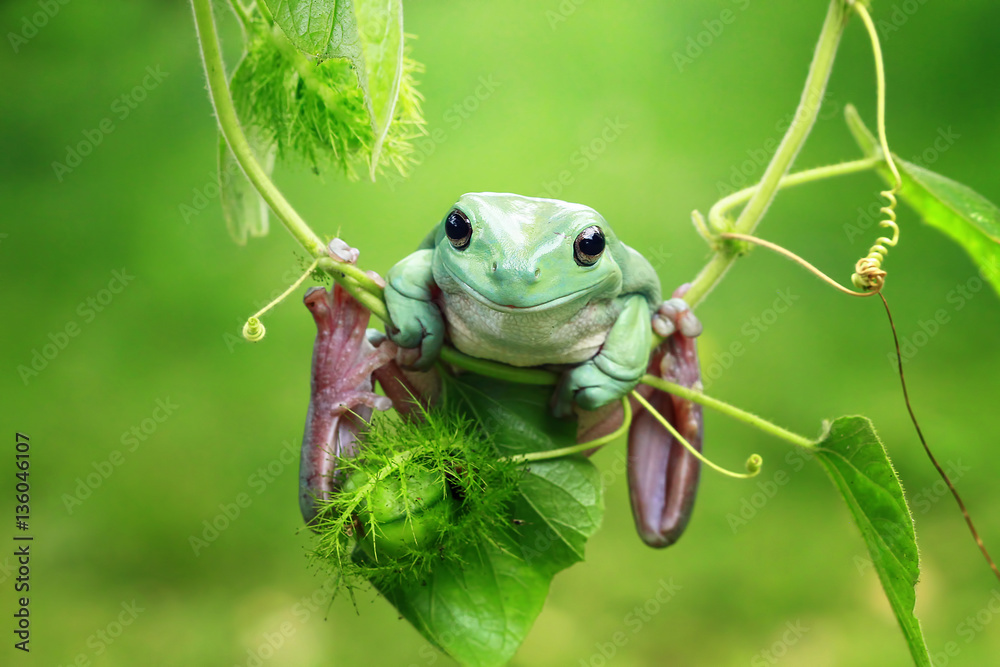 Obraz premium Dumpy frog 