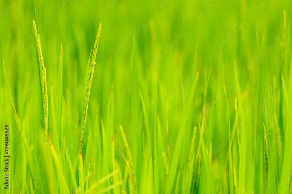 Rice field