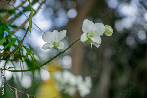 Little White Flower in the Wild