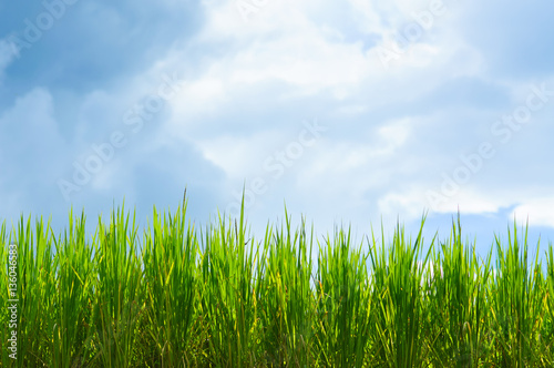 paddy rice field in blue sky