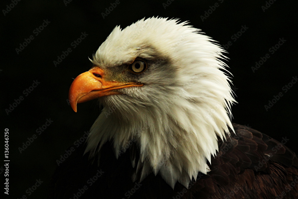 Obraz premium Bald Eagle