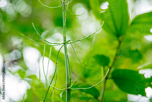 Green Plants Freshness