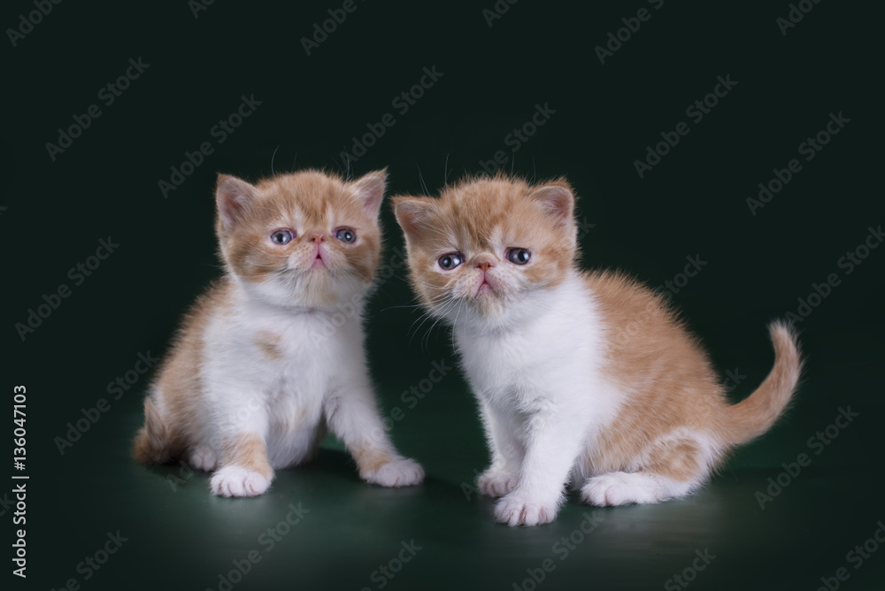funny kittens in studio isolated