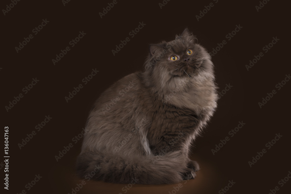 funny kitten in studio isolated