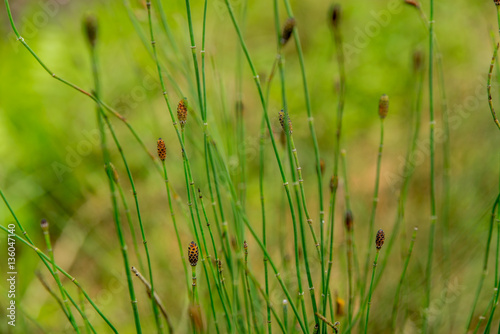 Green Plants Freshness