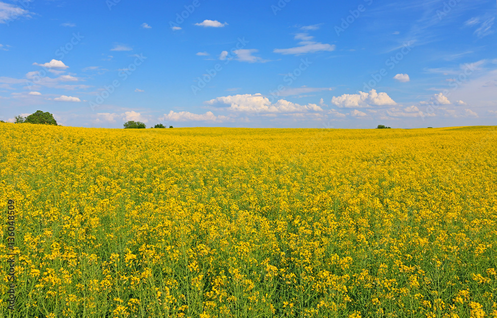 Beautifully yellow oilseed rape flowers in the field, blue sky and clouds background, landscape