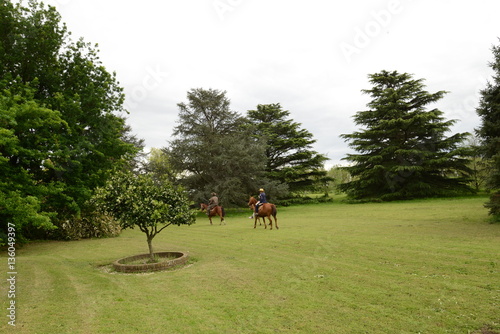 Caballos Criollos photo