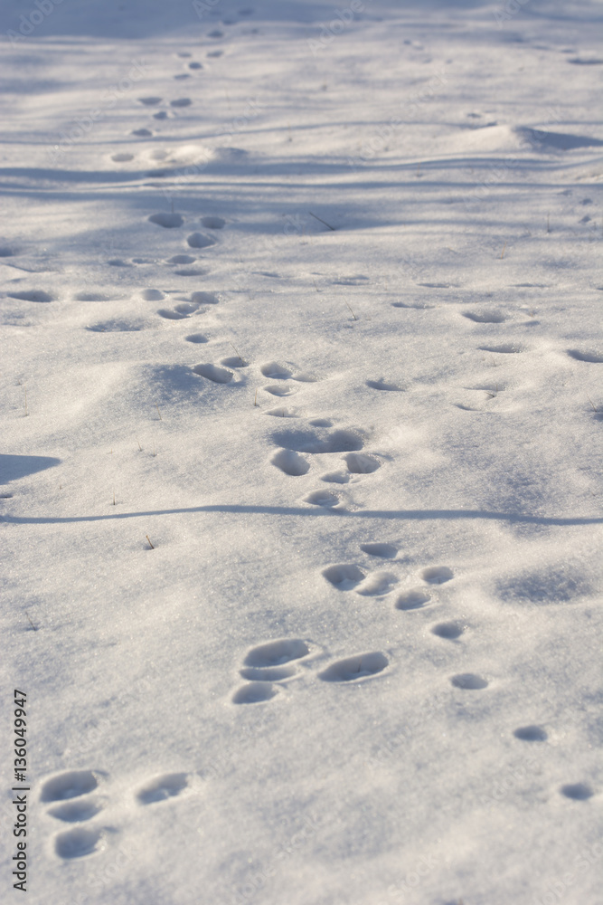 Hare tracks in the snow. Hare tracks in the snow.