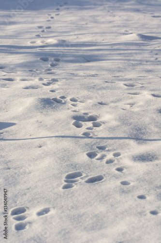 Hare tracks in the snow.