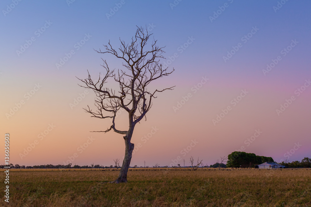 Lone bare dry tree in field at sunset.