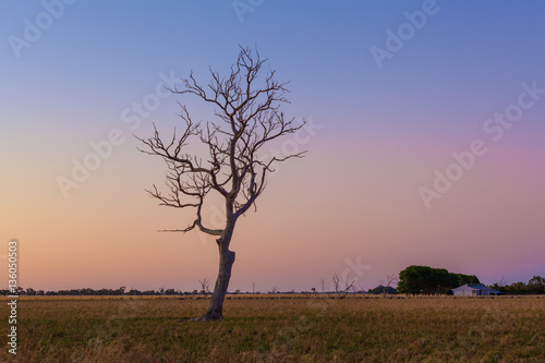Lone bare dry tree in field at sunset.
