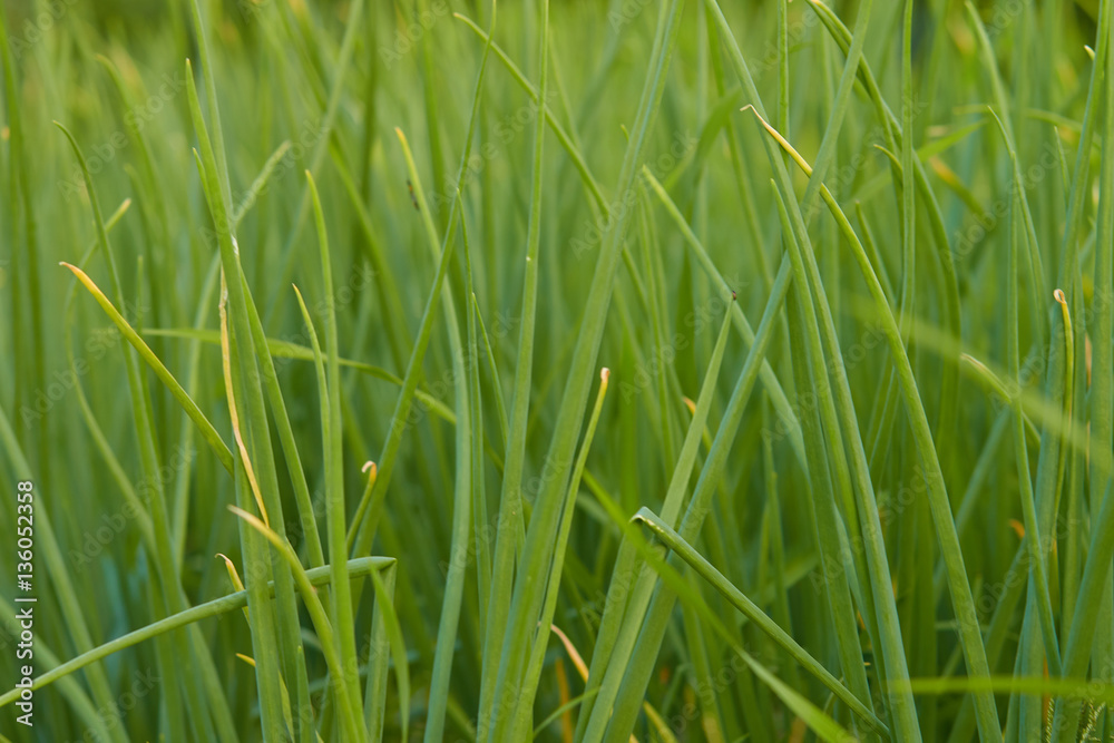 onions background onions background
