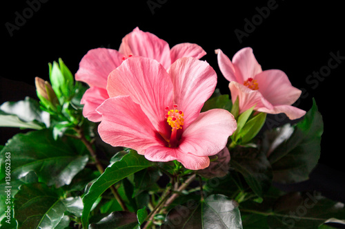 Pink hibiscus flower on a black background