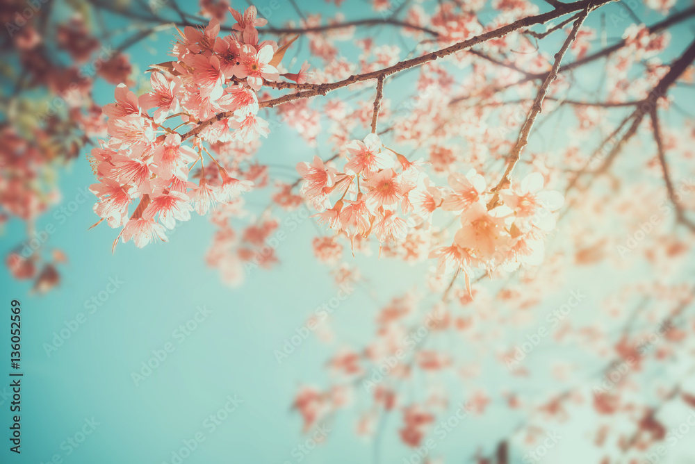 Beautiful vintage sakura tree flower (cherry blossom) in spring. retro color tone style.