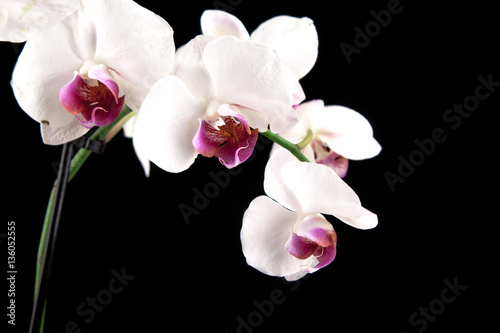 Fototapeta Naklejka Na Ścianę i Meble -  exotic white orchids on a black background Phaleonopsis