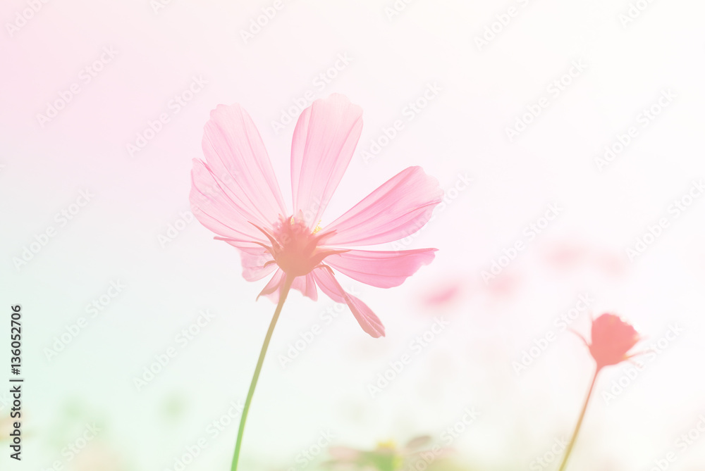 Pink Cosmos flower garden in full bloom.
Pink Cosmos flower garden in full bloom.