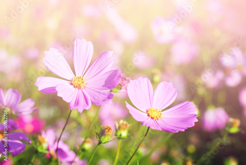 Pink Cosmos flower garden in full bloom.  