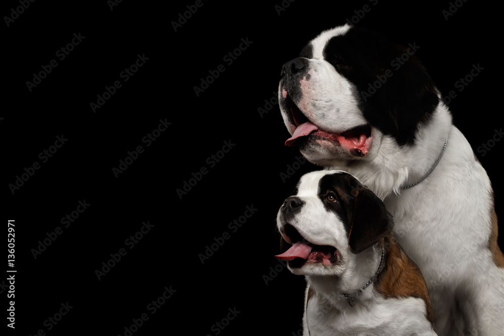 Close-up Head of Two Saint Bernard Dog, Puppy and her Mom on Isolated Black Background, Profile view Close-up Head of Two Saint Bernard Dog, Puppy and her Mom on Isolated Black Background, Profile view