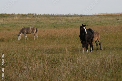 Caballos Criollos photo