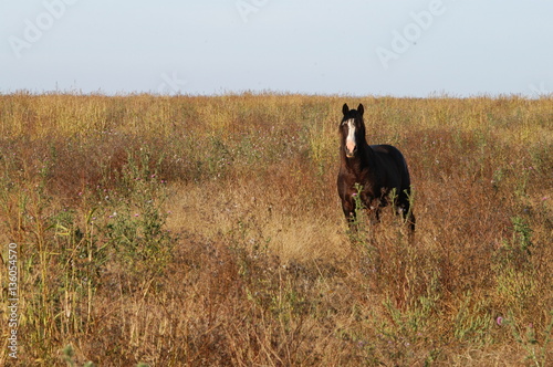 Caballos Criollos photo