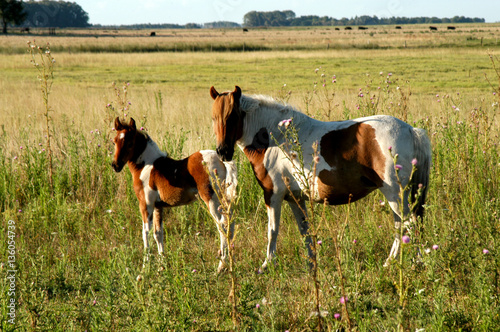 Caballos Criollos photo