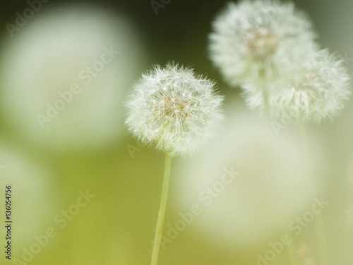 a group of dandelion puff                                                    