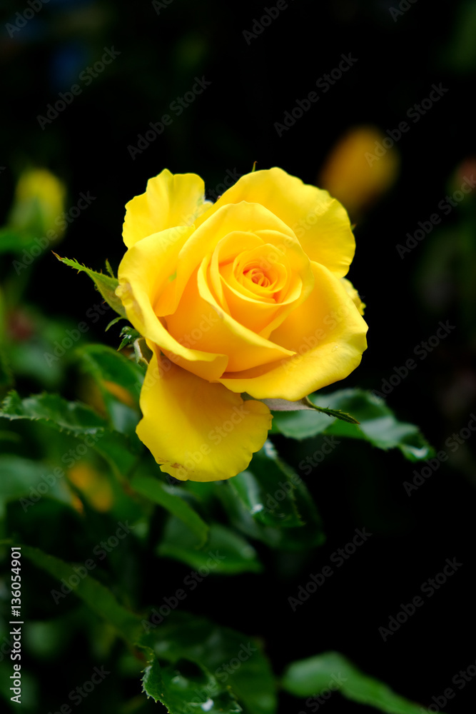 yellow rose shot in natural light on dark background yellow rose shot in natural light on dark background